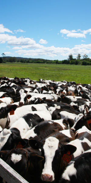 a natural south african farm environment