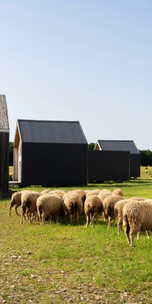 cattle in open fields