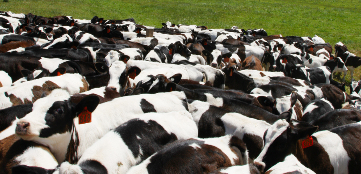 from the kalahari to your doorstep