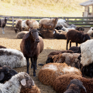 live animals for clients who prefer to process their own