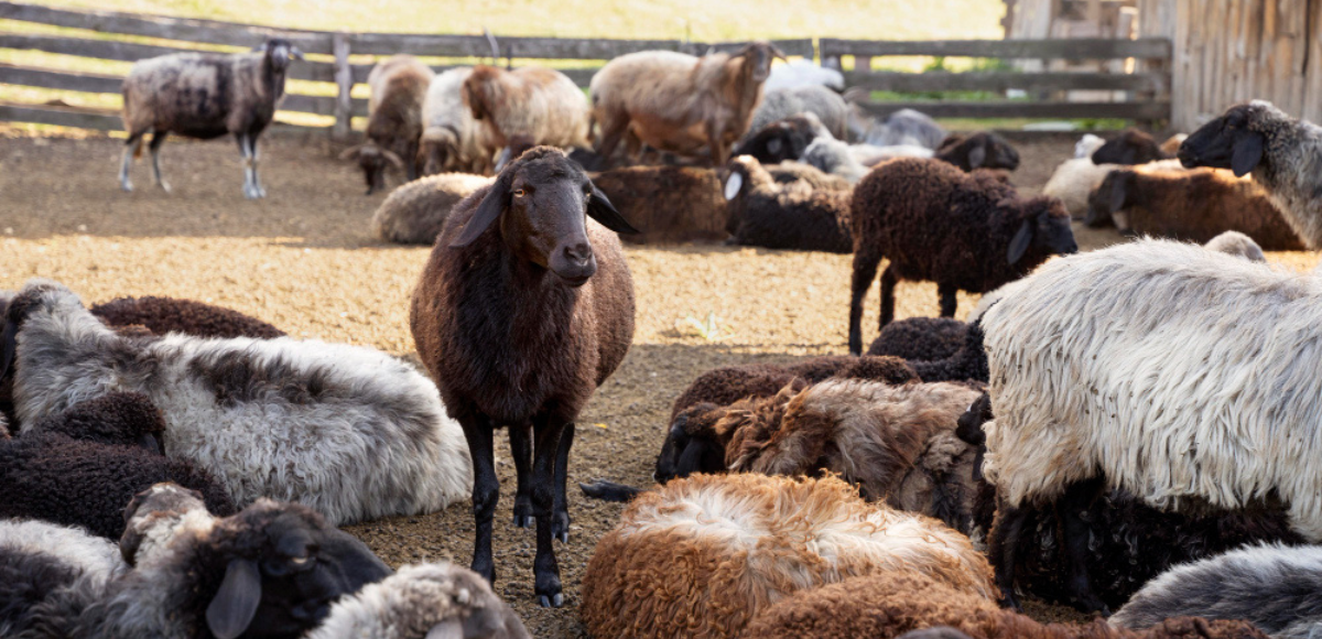 restaurants and caterers rely on our service