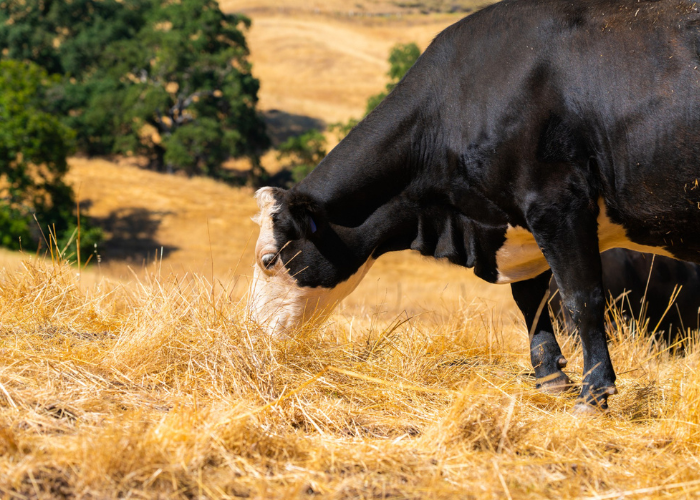 we supply a full range of livestock and meat products